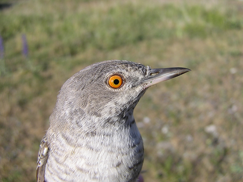 Barred Warbler, Sundre 20080606